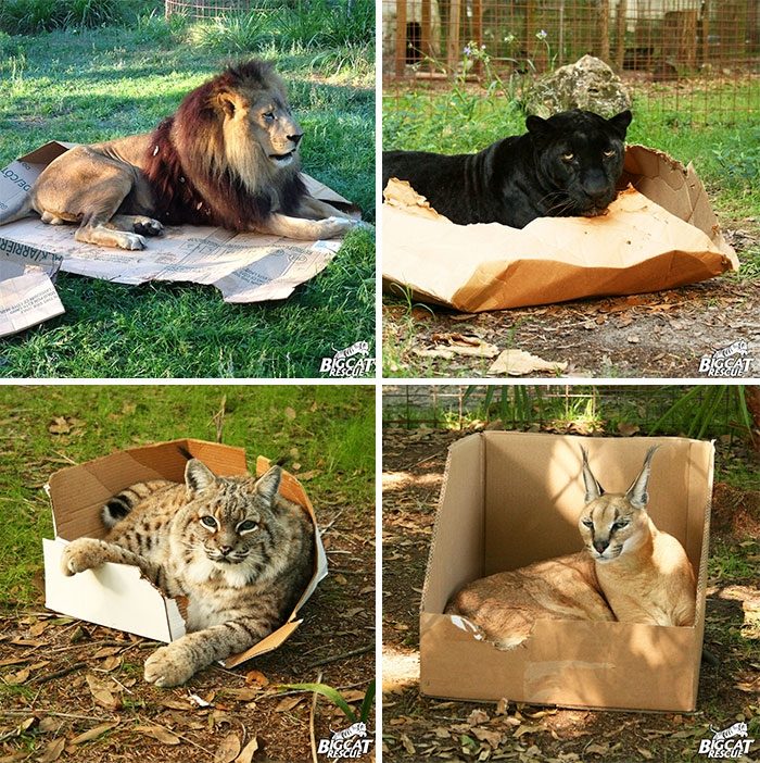 Кошки, которые любят сидеть в самых не подходящих для этого местах