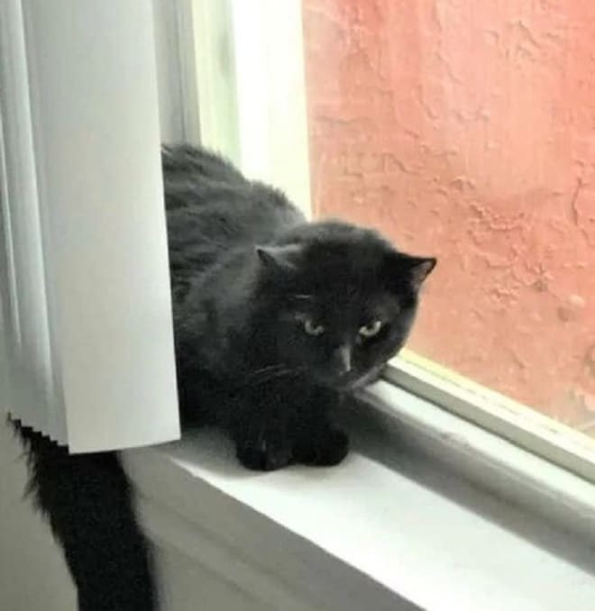 Кот на подоконнике Черный кот