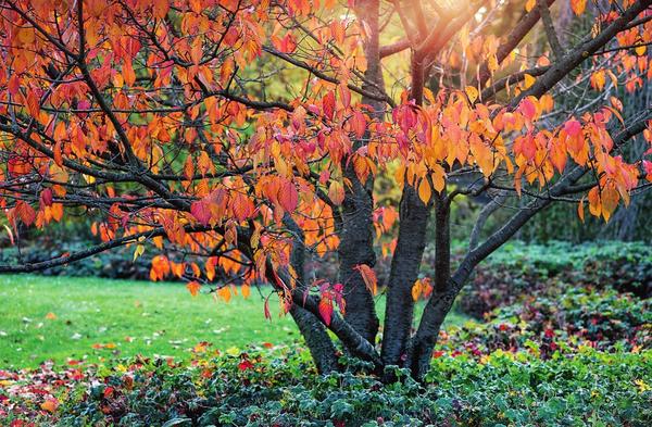 Листва сливы мелкопильчатой (Prunus serrulata) осенью окрашивается в красновато-желтые тона. Листва сливы мелкопильчатой (Prunus serrulata) осенью окрашивается в красновато-желтые тона.