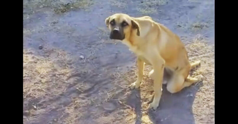 Не люблию автомобили, хоть зарежьте, но не