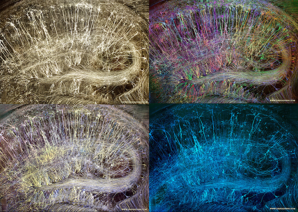 Brainbow-Hippocampus-compilation