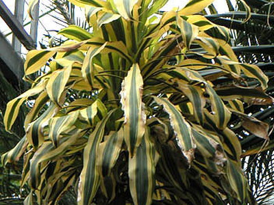 Драцена душистая (Dracaena Fragrans): уход и размножение Драцена душистая (Dracaena Fragrans): уход и размножение