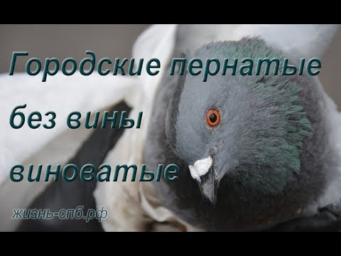 Городские пернатые без вины виноватые Городские пернатые без вины виноватые