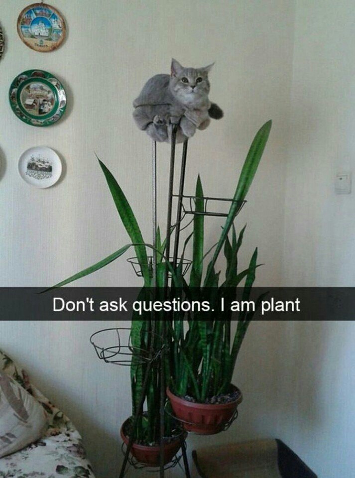 Кото кашпо