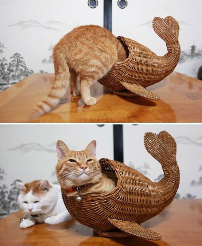 Кошки, которые любят сидеть в самых не подходящих для этого местах