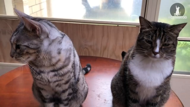 кот-предатель кот-предатель