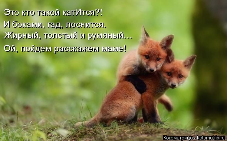 Самые смешные котоматрицы за прошедшую неделю Самые смешные котоматрицы за прошедшую неделю