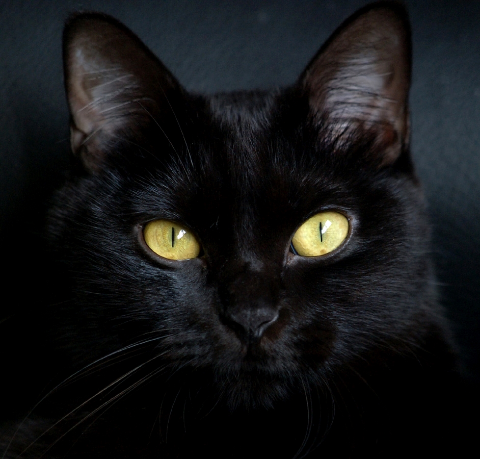 фото черной кошки с желтыми