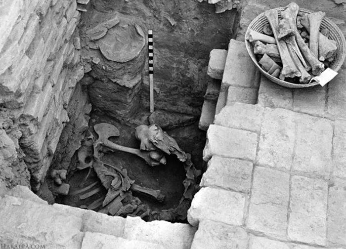 Кости верблюда, найденные здесь в 1950 году, оказались захоронением, сделанным в гораздо позднее время - после того, как древняя цивилизация погибла. Найдены и человеческие скелеты, но тоже не той эпохи. Видимо, в опустевший город позднее заселялись люди. /Фото:harappa.com Кости верблюда, найденные здесь в 1950 году, оказались захоронением, сделанным в гораздо позднее время - после того, как древняя цивилизация погибла. Найдены и человеческие скелеты, но тоже не той эпохи. Видимо, в опустевший город позднее заселялись люди. /Фото:harappa.com