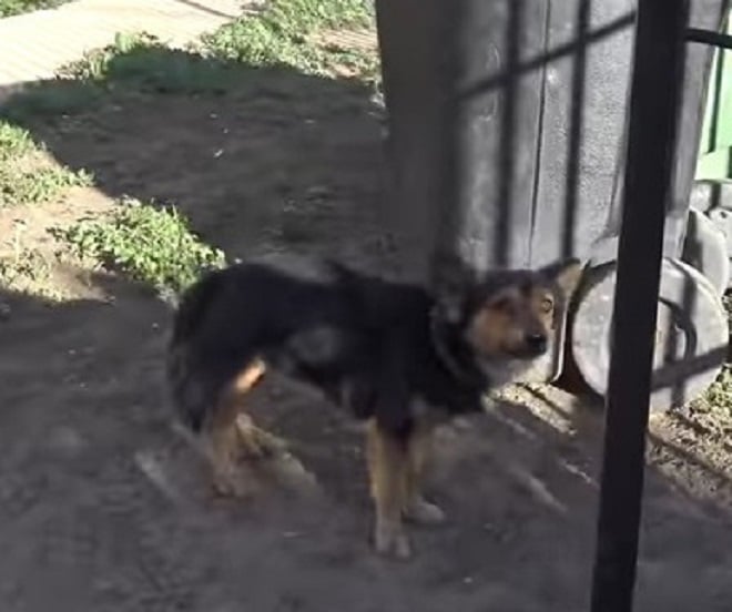Собака боится Собака стоит