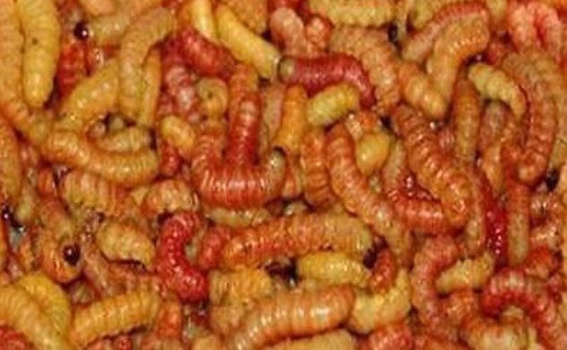 10 червей, которых используют люди