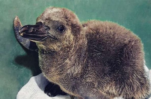 В Московском зоопарке появились на свет пингвины Гумбольдта