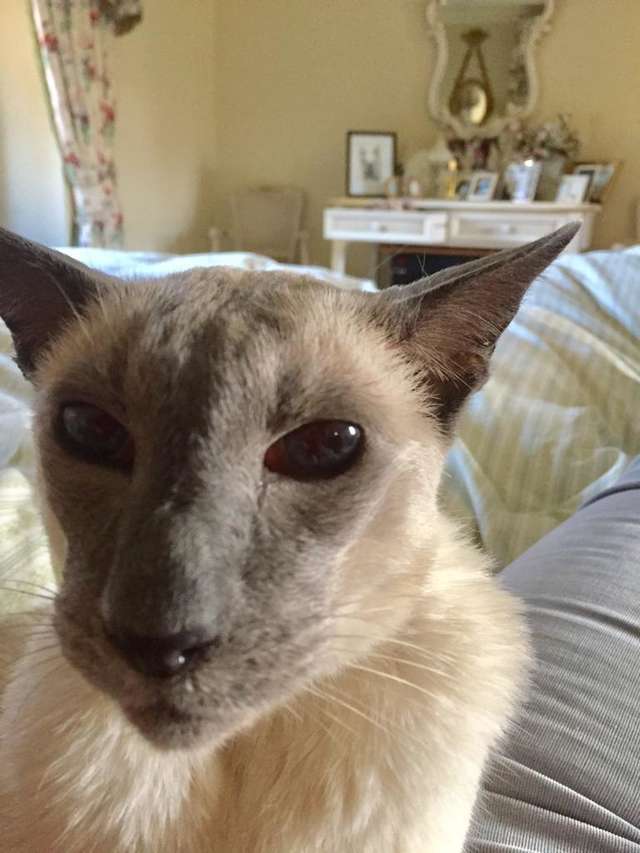 помощь коту пожилой кот