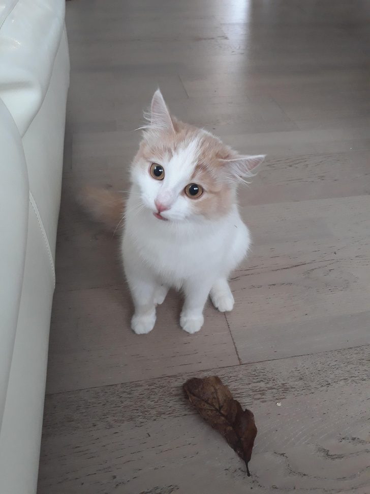 Животные, глядя на которых невозможно оставаться грустным Животные, глядя на которых невозможно оставаться грустным