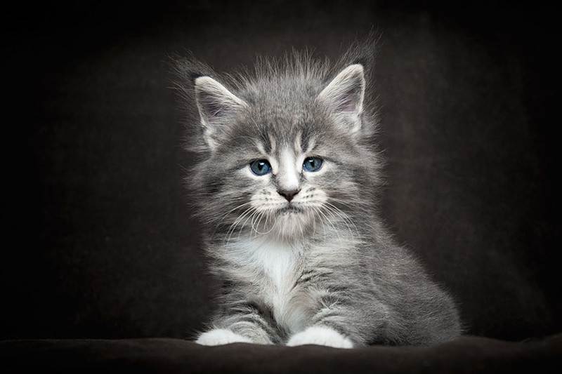 Мэйкуны - фантастические коты. Словно лев в миниатюре! Мэйкуны - фантастические коты. Словно лев в миниатюре!