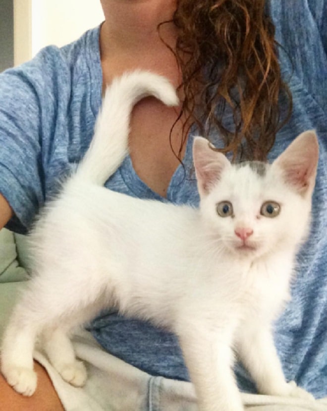 Котенок с хозяйкой Котенок на руках