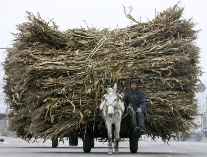 Несчастная лошадка