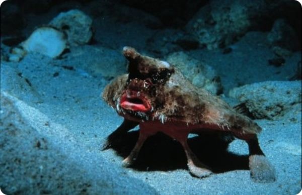 Морской нетопырь (лат. Ogcocephalus) Морской нетопырь (лат. Ogcocephalus)