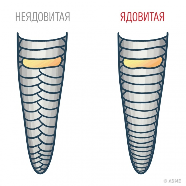 Знание этих 15 фактов однажды может спасти вашу жизнь Знание этих 15 фактов однажды может спасти вашу жизнь