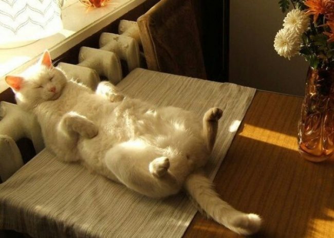 Животные, которые плевали на все ваши правила