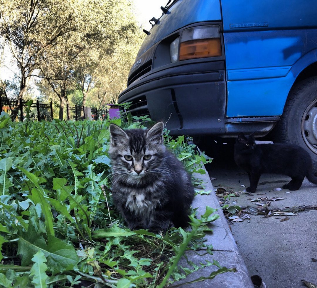 Скоро заморозки и котята на улице продержатся недолго Скоро заморозки и котята на улице продержатся недолго