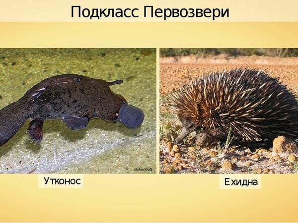 Откладывают яйца, имеют непостоянную температуру тела, да какие из них млекопитающие?