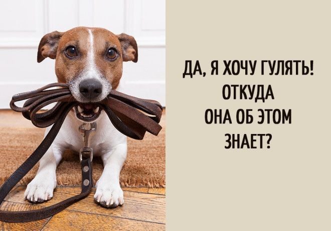 Вот о чём думают собаки!) Вот о чём думают собаки!)
