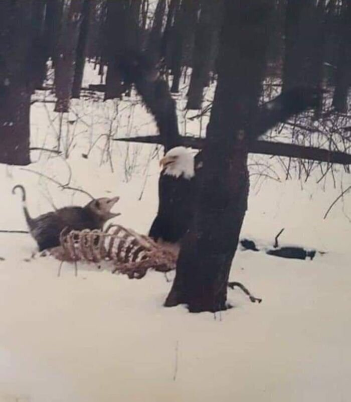 Опоссум ругается с лысым орлом Собрались на природу? А может, не надо?
(50 фото)