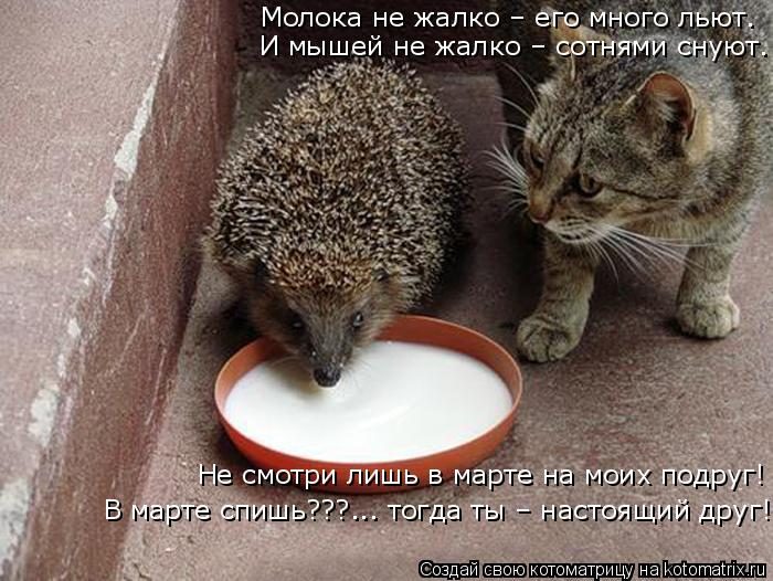 Самые смешные котоматрицы за прошедшую неделю Самые смешные котоматрицы за прошедшую неделю