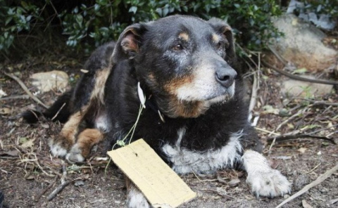 В семье думали, что их пёс исчез навсегда, но он вернулся с неожиданной запиской на ошейнике