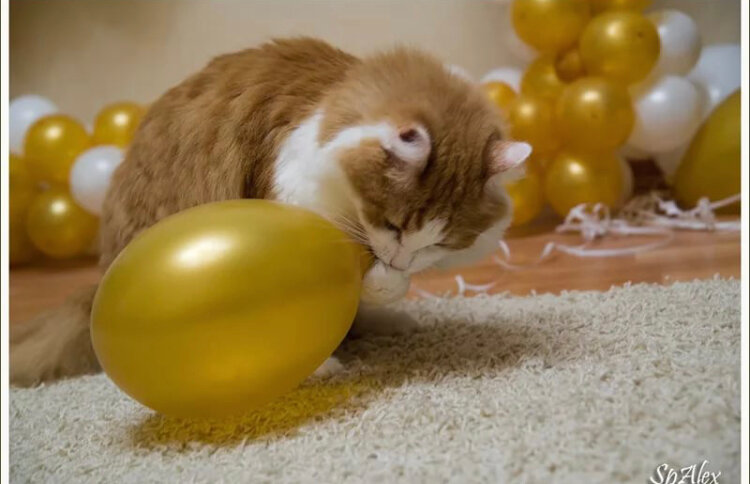 Кот, который мешал спать.