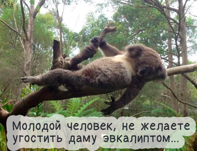 Позитивчик в картинках Позитивчик в картинках