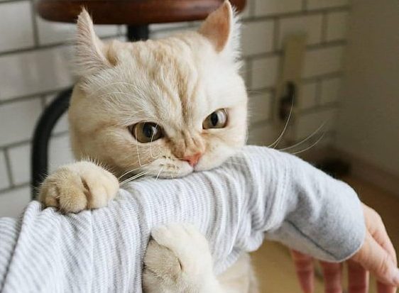 кот играет с человеком