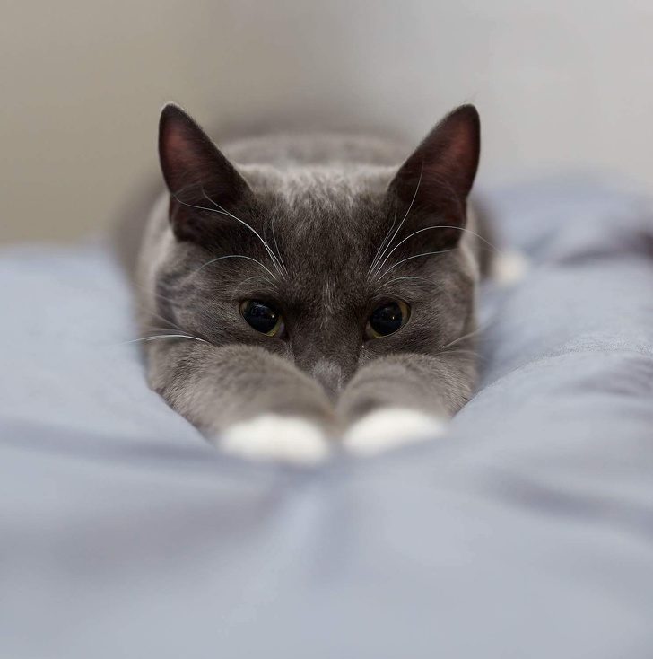 Животные, глядя на которых невозможно оставаться грустным Животные, глядя на которых невозможно оставаться грустным