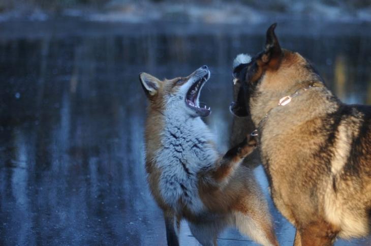 Sniffer fox and Tinni, дружба между лисой и собакой