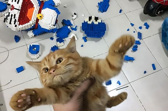 Довольный котенок Кот в руках