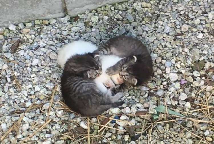 Два маленьких котенка из всех сил согревали больную сестру, но скоро у них появилась необычная мама