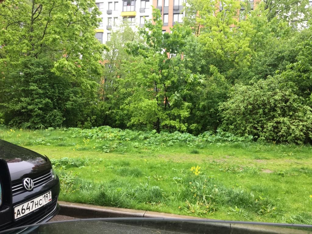 Коммунальщики скосили борщевик на бульваре Академика Ландау