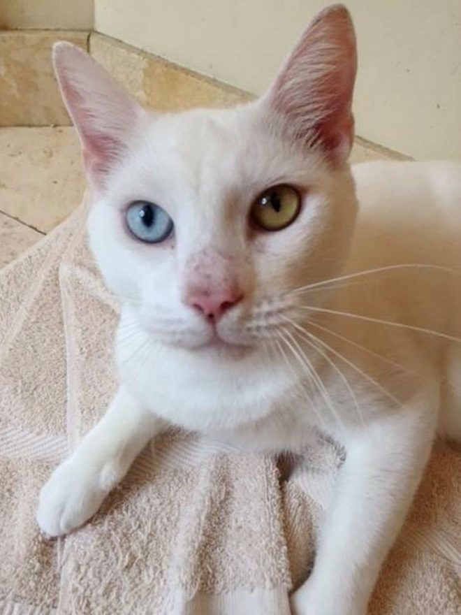 белый котенок котик