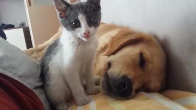 С таким котом не выспишься С таким котом не выспишься