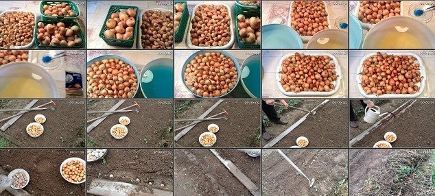 Особенности посадки лука на зиму Особенности посадки лука на зиму