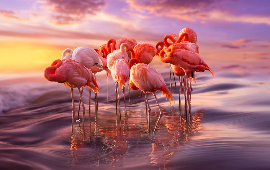 Фламинго — одни из самых древних видов птиц