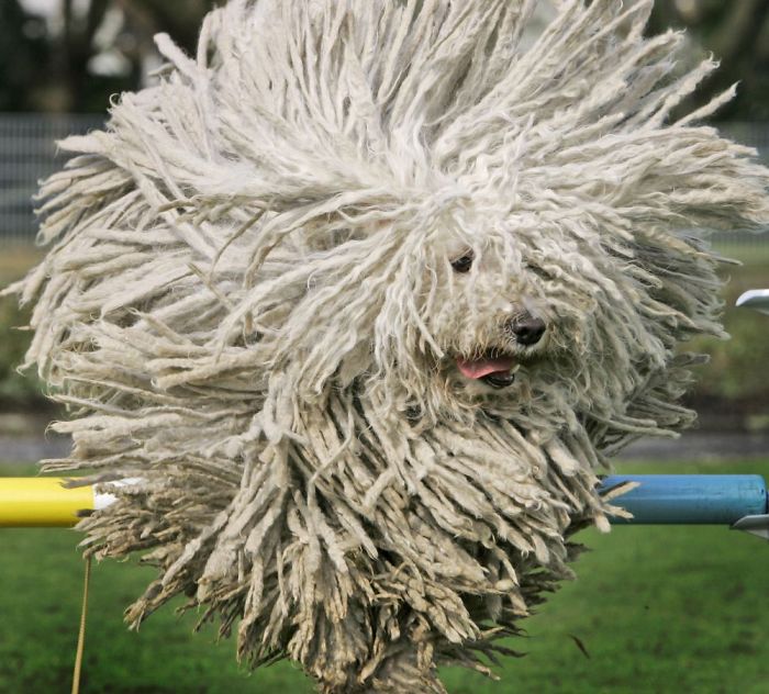 Hungarian Puli sheep dog, Fee, jumps over a hurdle during a preview for a pedigree dog show in Dortmund on Thursday April 24, 2008. (AP Photo/Frank Augstein)