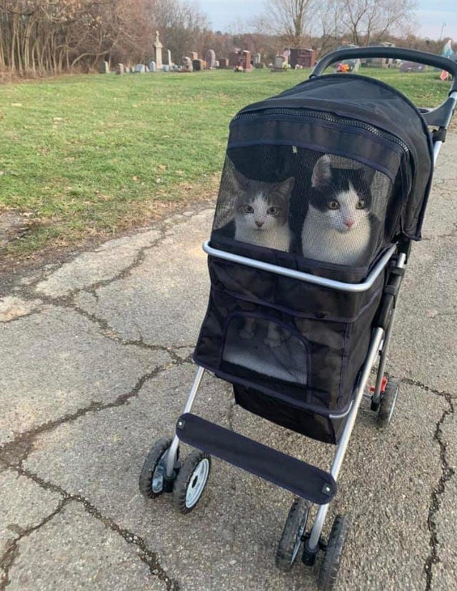 кошачьи шалости коты в коляске