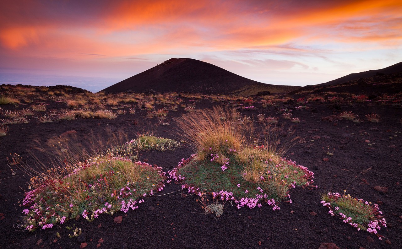 Лучший садово-парковый фотограф в конкурсе International Garden Photographer of the Year 2018