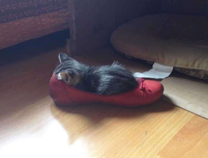 Кошки, которые любят сидеть в самых не подходящих для этого местах