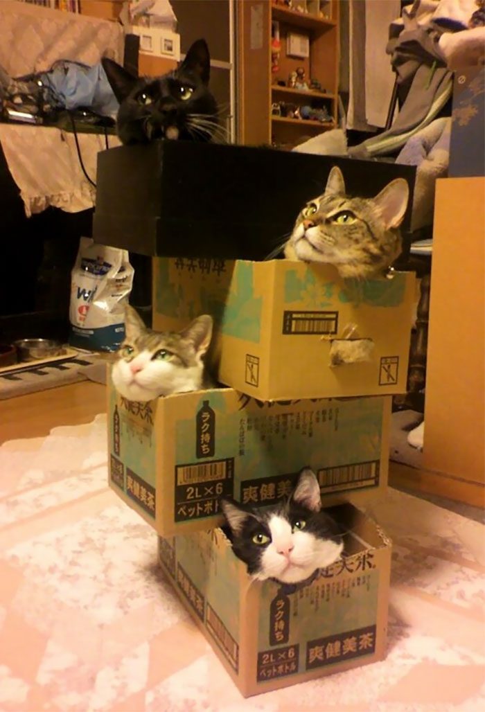 Кошки, которые любят сидеть в самых не подходящих для этого местах