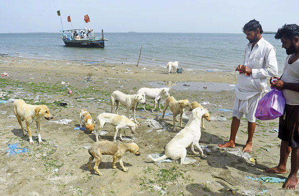 Пакистанские острова населяют 35 000 собак