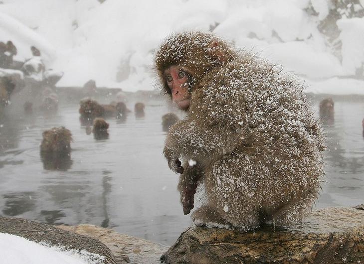 Японский парк обезьян Дзигокудани (Jigokudani) Японский парк обезьян Дзигокудани (Jigokudani)
