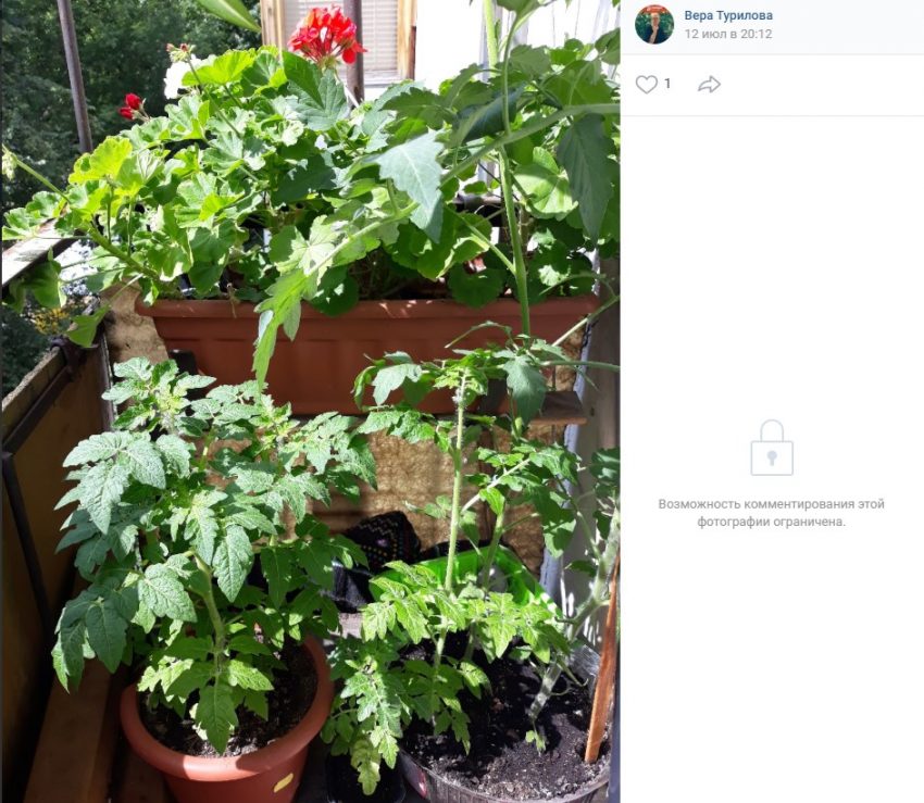 Огород на подоконнике создали жители Западного Дегунина